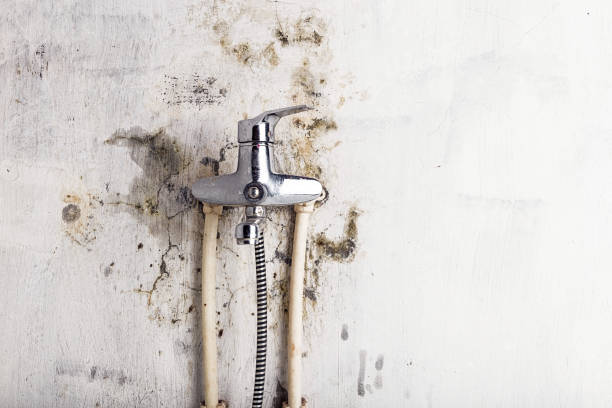 Best Mold Damage Repair  in Tres Arroyos, NM