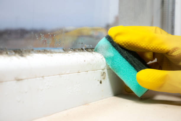 Professional Mold Removal in Tres Arroyos, NM