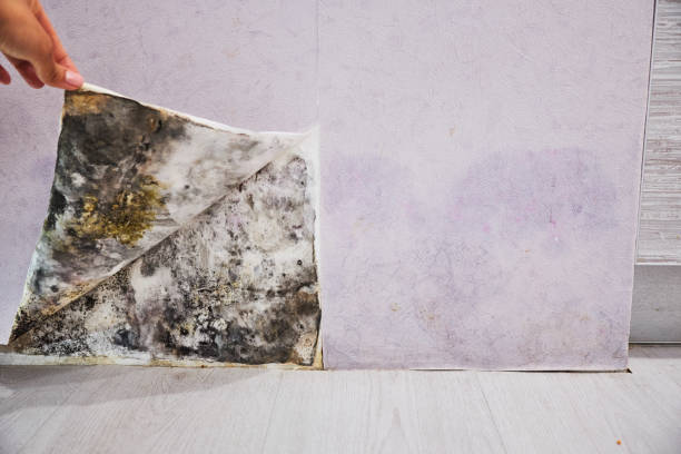 Best Affordable Mold Removal  in Tres Arroyos, NM